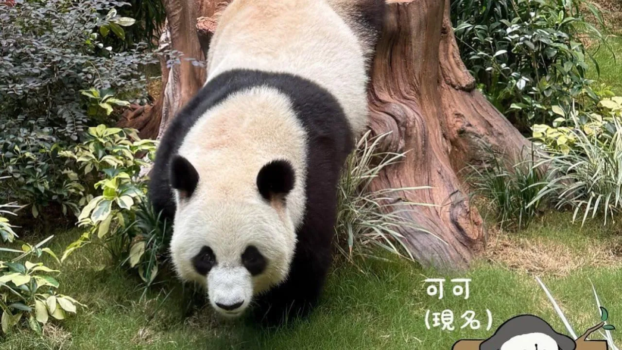 竹纤维与大熊猫：在成都大熊猫繁育研究基地
