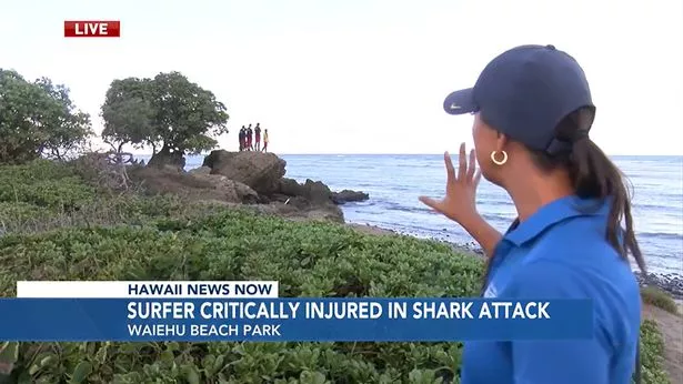 61岁的冲浪者在夏威夷海岸游泳时被鲨鱼咬
